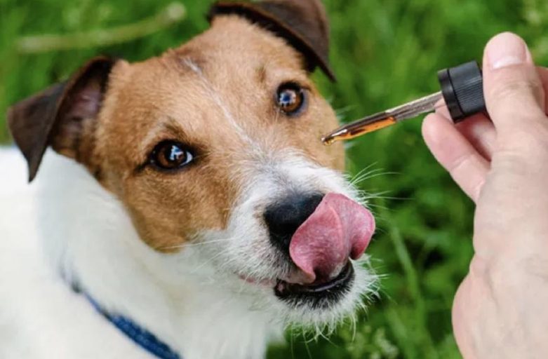 REASONS DOGS BENEFIT FROM CBD OIL FOR PETS